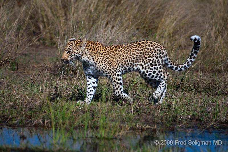 20090613_121256 D300 X1.jpg - Predators include the wild dog and even the spotted hyena as well as  the Lion (and in other geographical areas, the Tiger).  In Botswana, with relative good prey availibility, the lion and leopard co-exist quite well